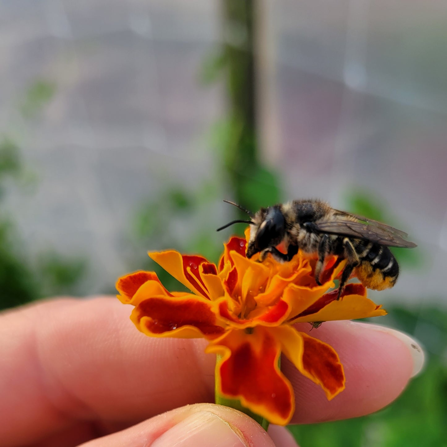Marigold - French