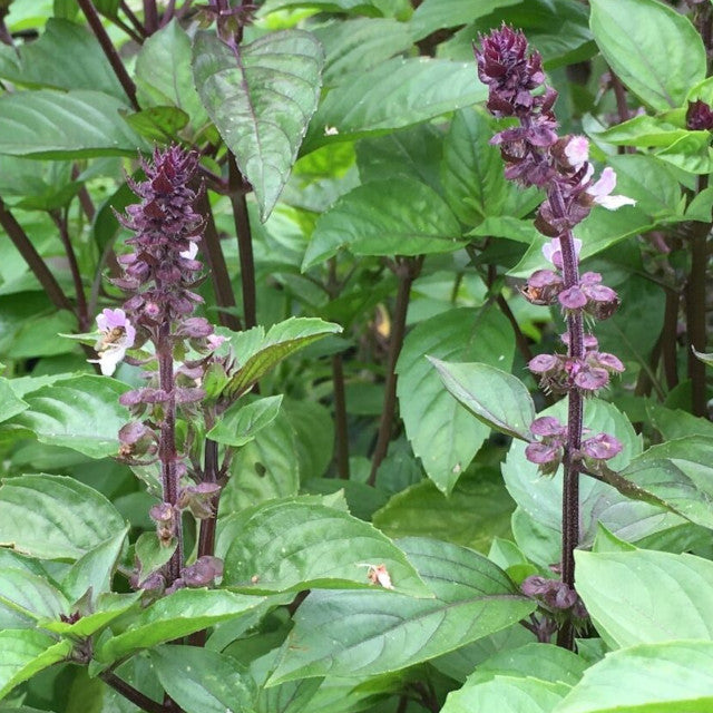 Basil - Cinnamon