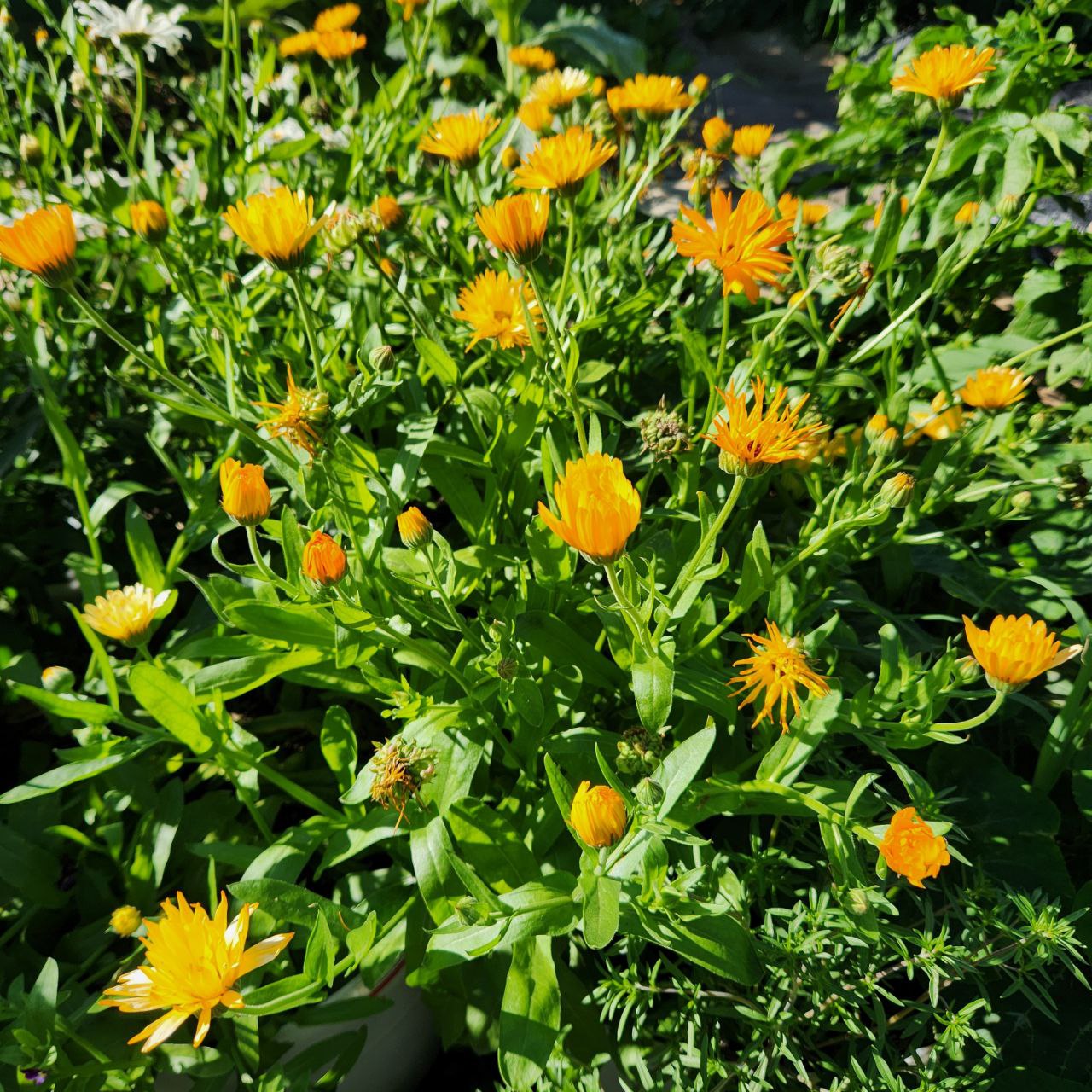 Calendula - Mixed