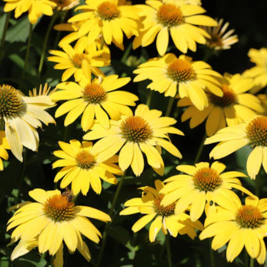 Coneflower - Prairie Blaze™ (Echinacea)