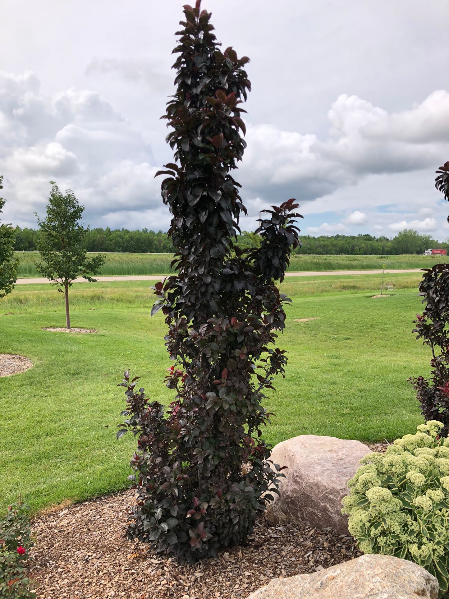 Crabapple - Midnite Spire® Rosybloom