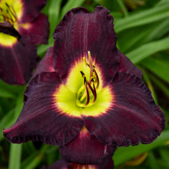 Daylily - Bela Lugosi