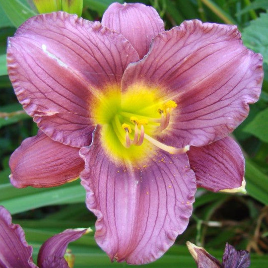 Daylily - Purple D'Oro