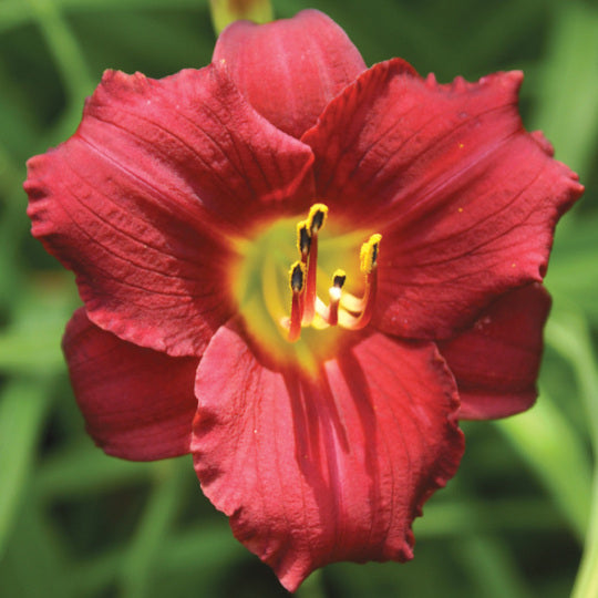 Daylily - Ruby Stella