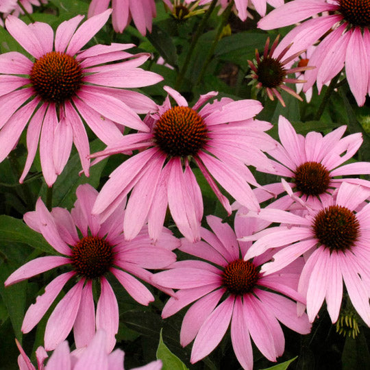 Coneflower - Purple 'Magnus' (Echinacea)