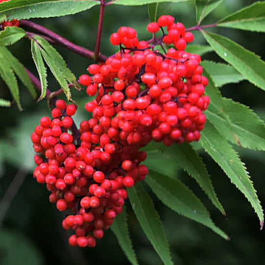 Elderberry - Red