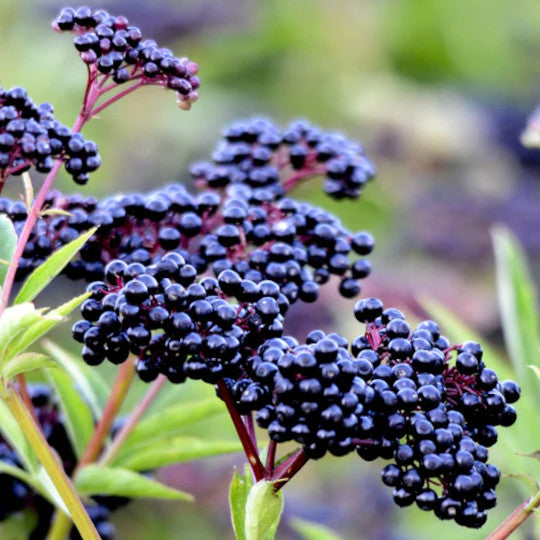 Elderberry - York