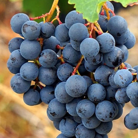 Grape - Valiant