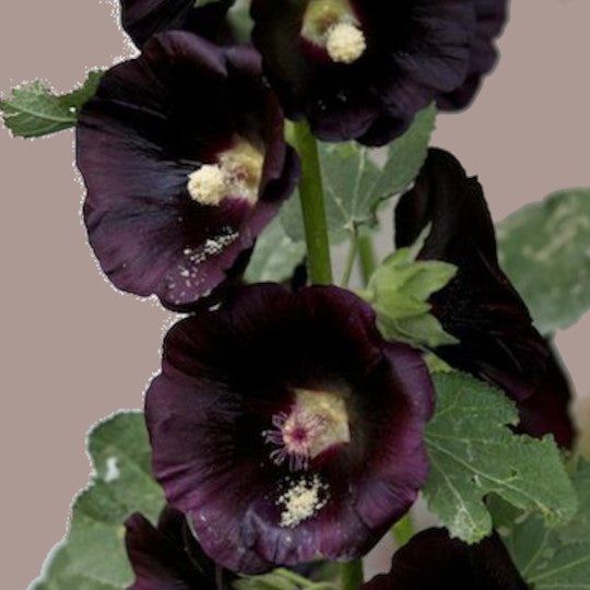 Hollyhock - Black Watch