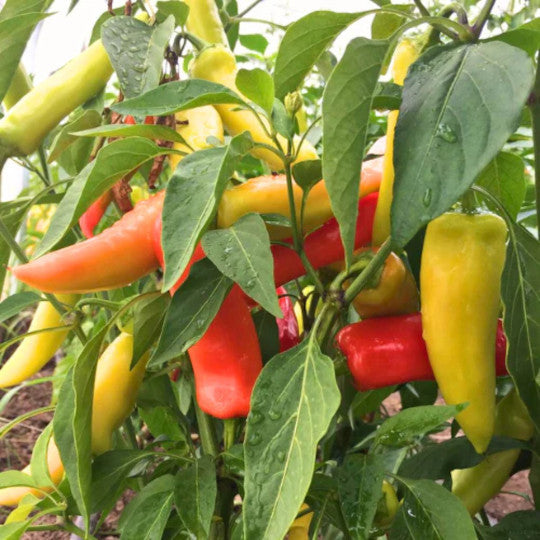 Sweet Pepper - Hungarian Yellow Wax