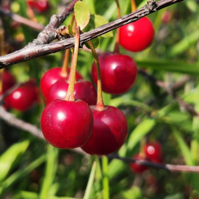 Cherry - Juliet