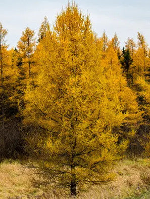 Siberian Larch