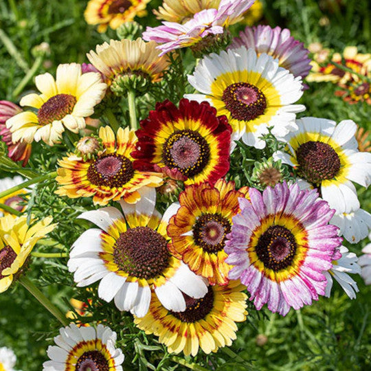 Painted Daisy Chrysanthemum