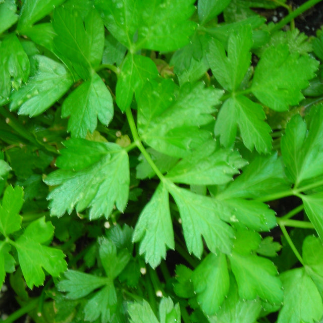 Parsley - Italian