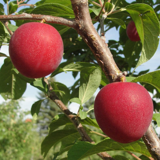 Plum - Tecumseh