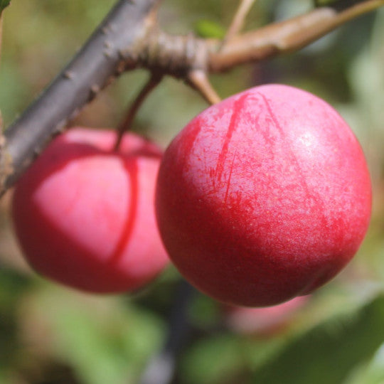 Plum - Toka Hybrid