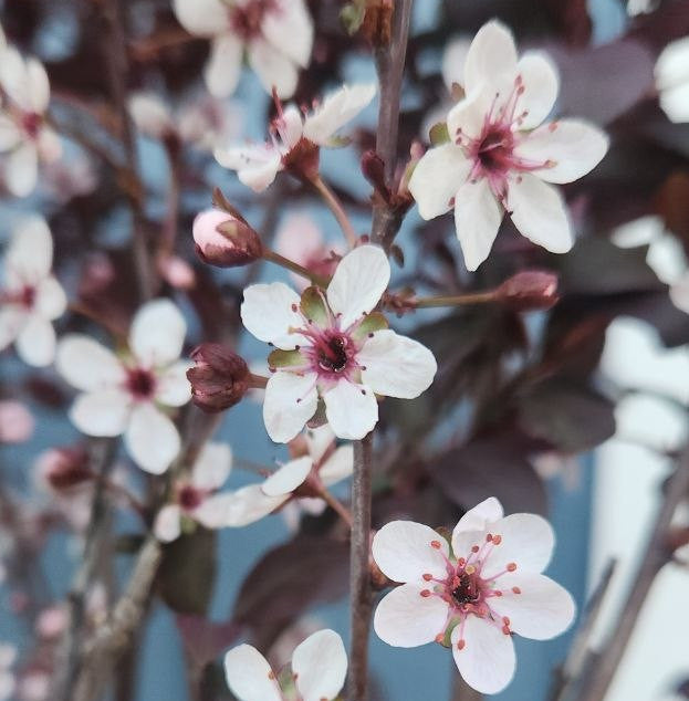Sandcherry - Purple Leaf