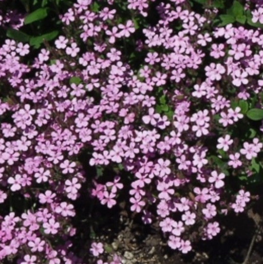 Rock Soapwort