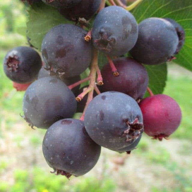 Saskatoon - Parkhill