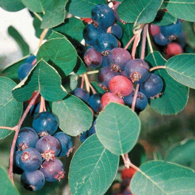 Saskatoon - Honeywood