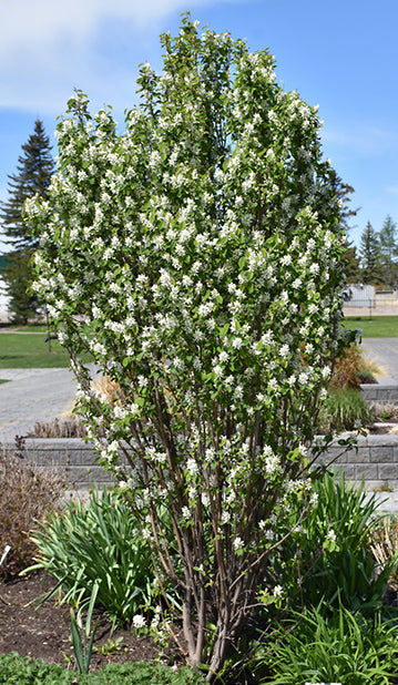Saskatoon - Standing Ovation