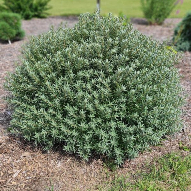 Sea Buckthorn - Silver Star
