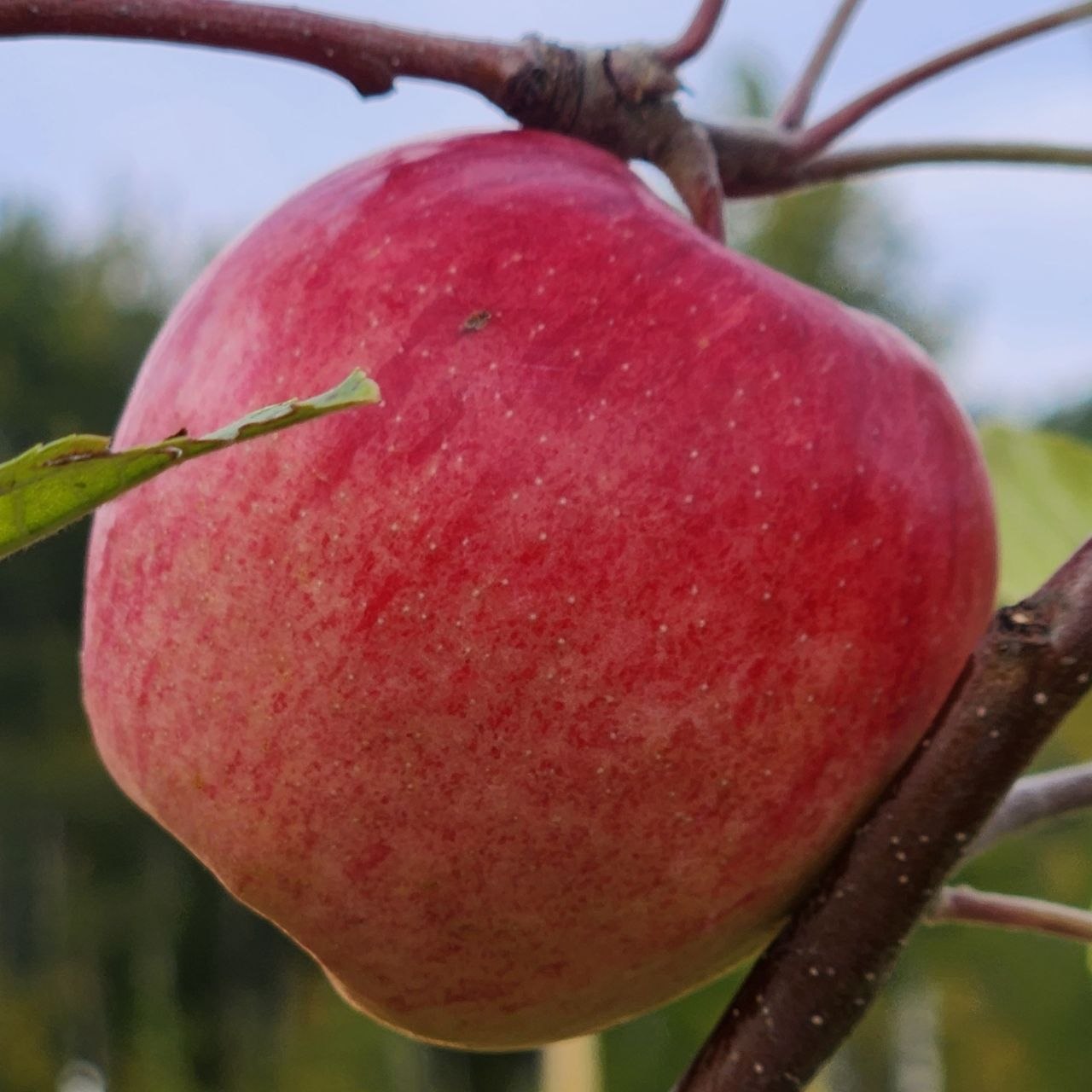 Apple - September Ruby