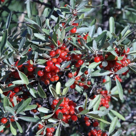 Silver Buffaloberry