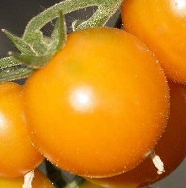 Tomato - Gold Nugget