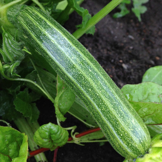 Zucchini - Cocozelle