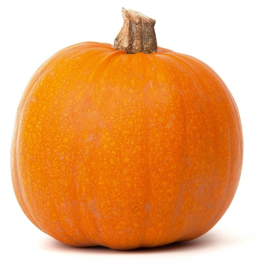 Pumpkin - Cheyenne Bush