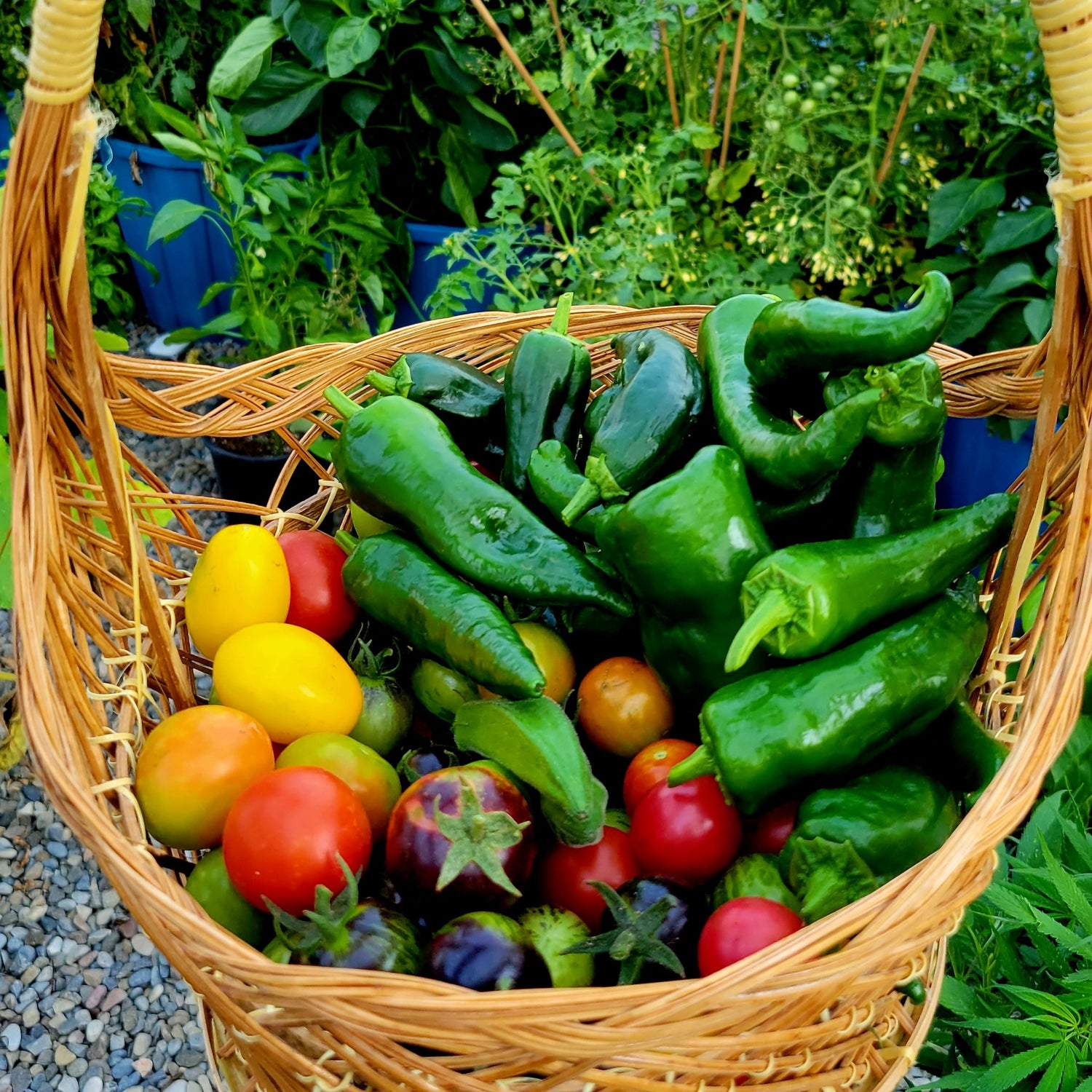 Vegetables