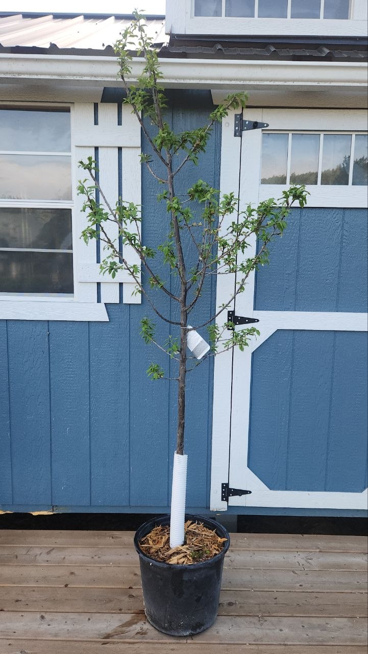 Trees