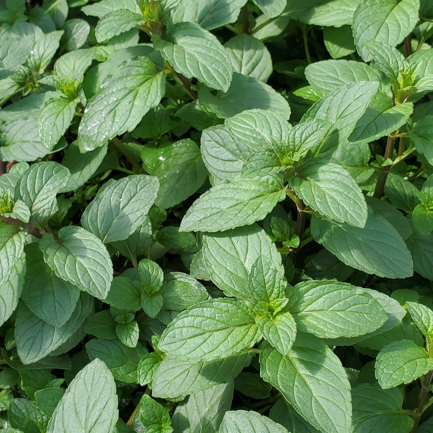 Mint - Mojito