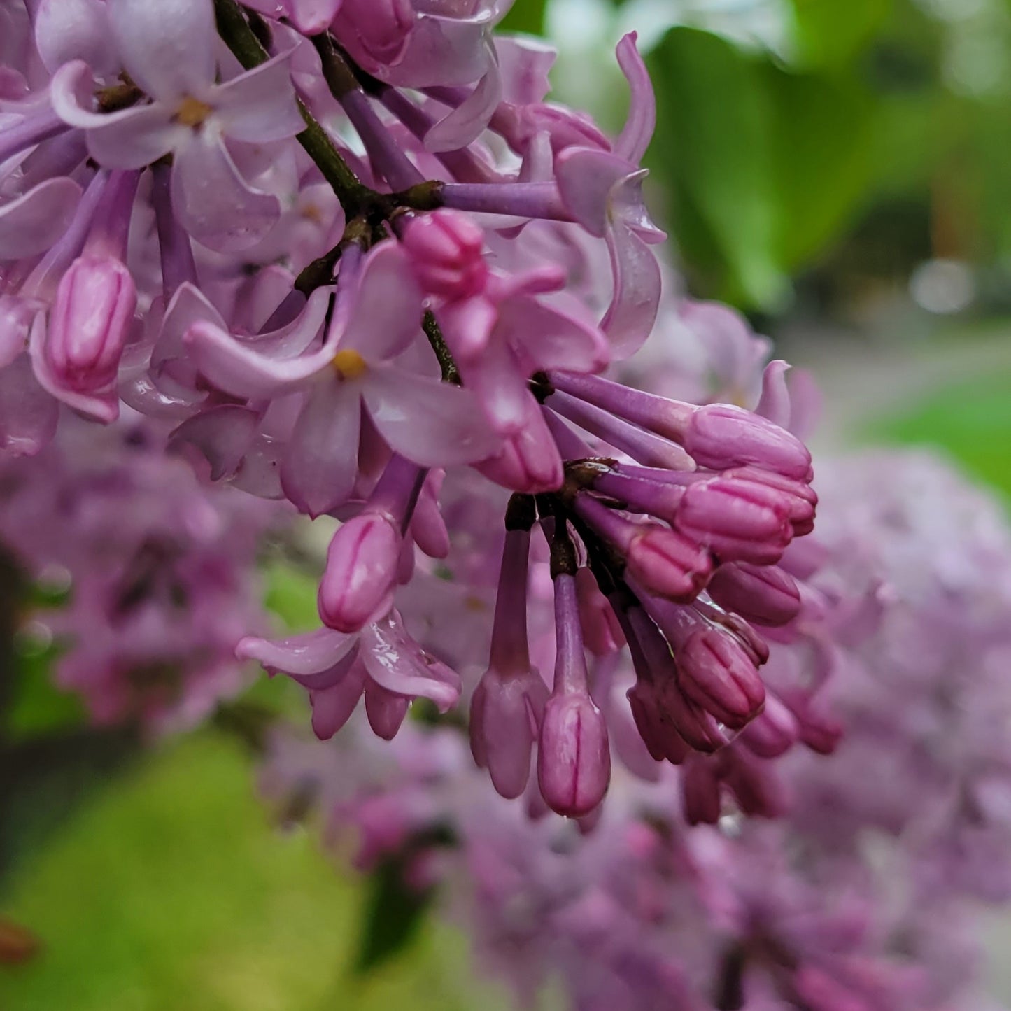 Lilac - Common