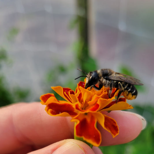 Marigold - French