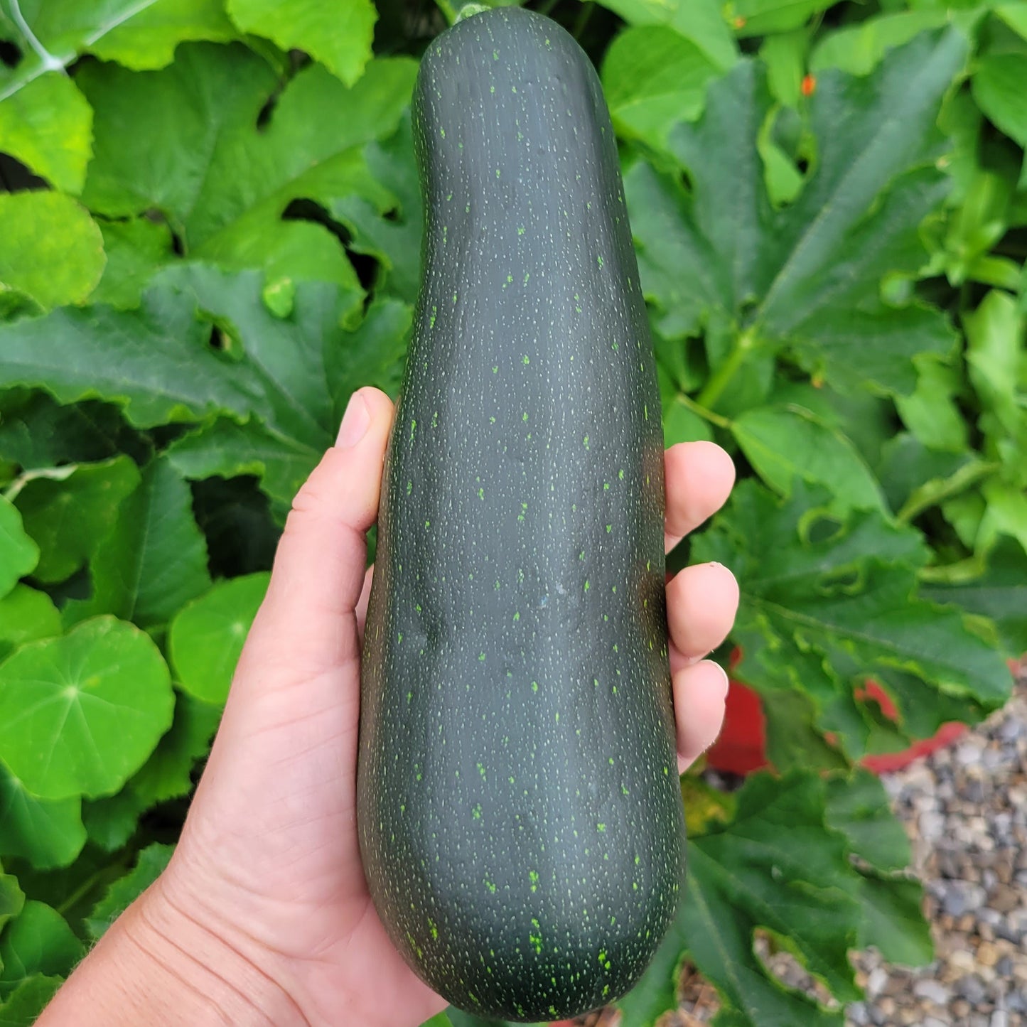 Zucchini - Dark Green