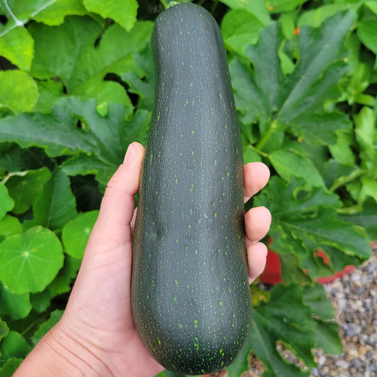 Zucchini - Dark Green