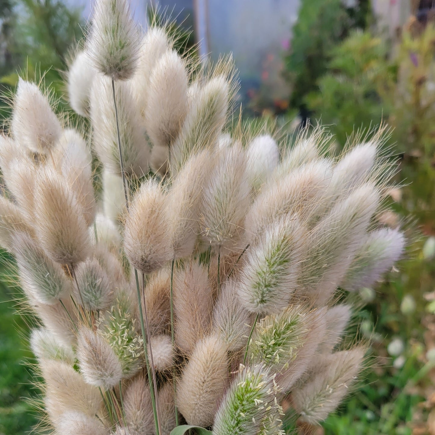 Bunny Tail Grass
