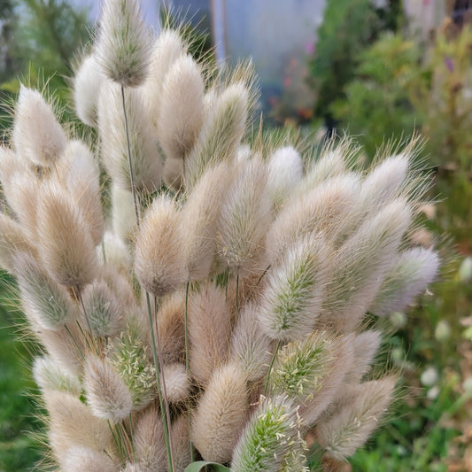 Bunny Tail Grass