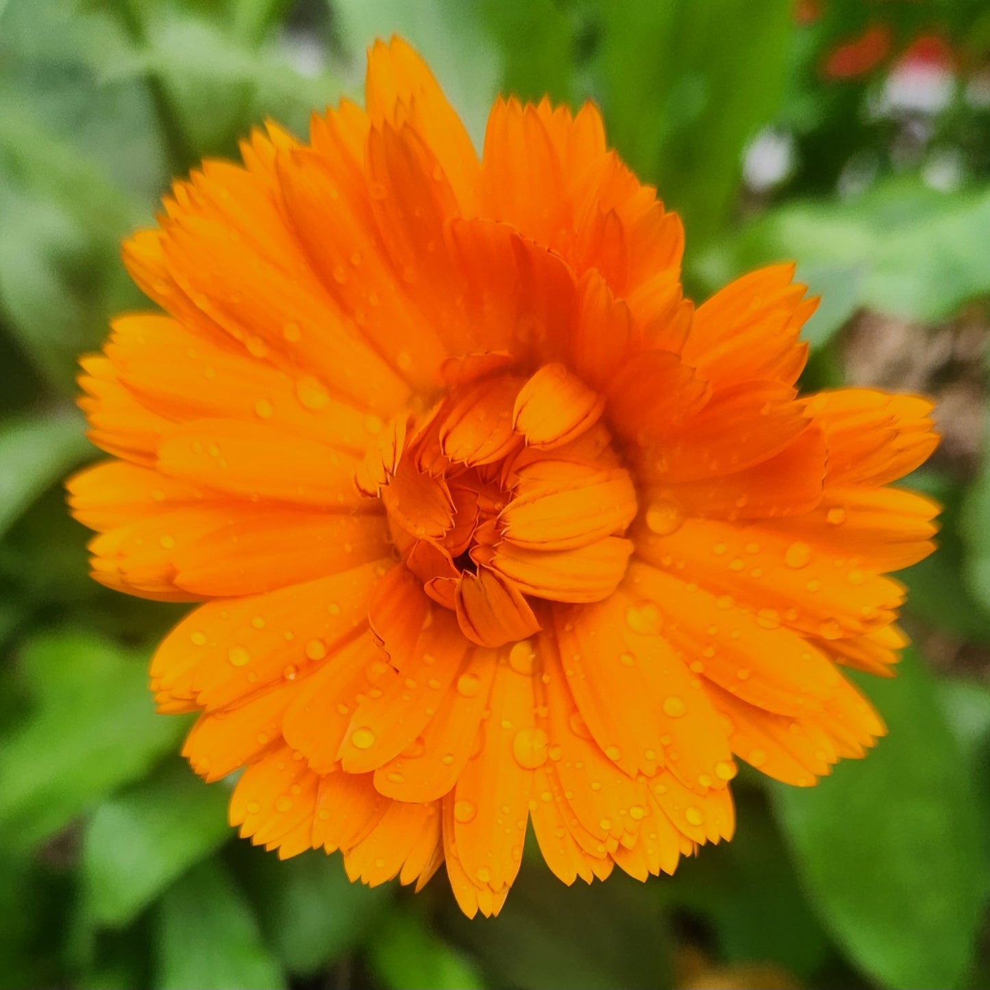 Calendula - Ball's Orange