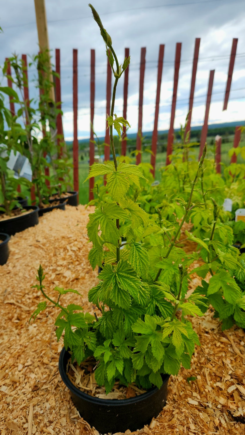 Hops - Golden