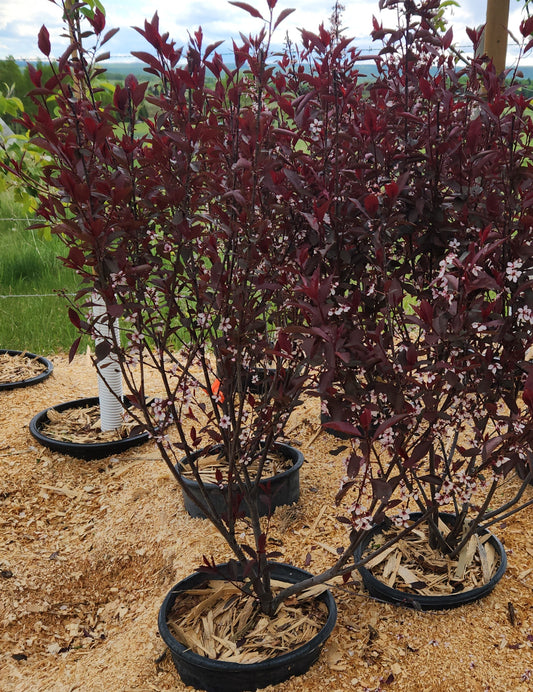 Sandcherry - Purple Leaf