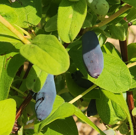 Haskap (Honeyberry) - Aurora