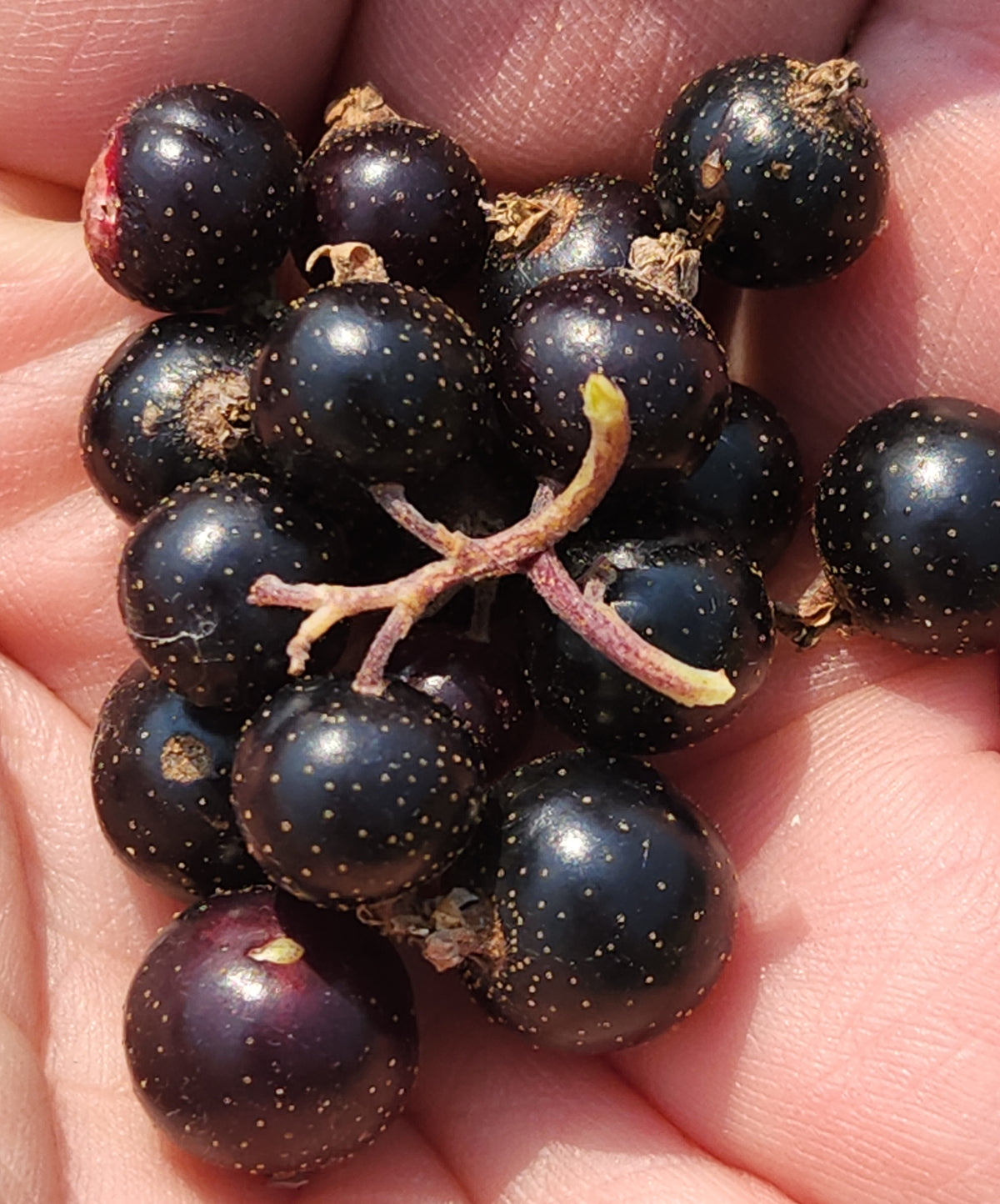 Currant - Ben Nevis