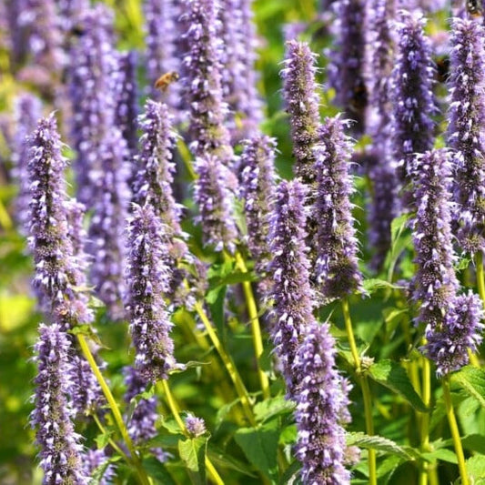 Anise Hyssop - Blue Fortune