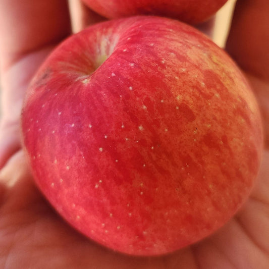 Apple - Odyssey