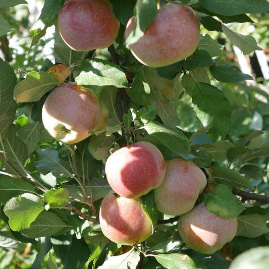 PrairieMagicApple