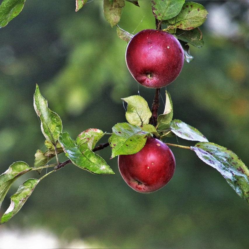 RedGeminiApple