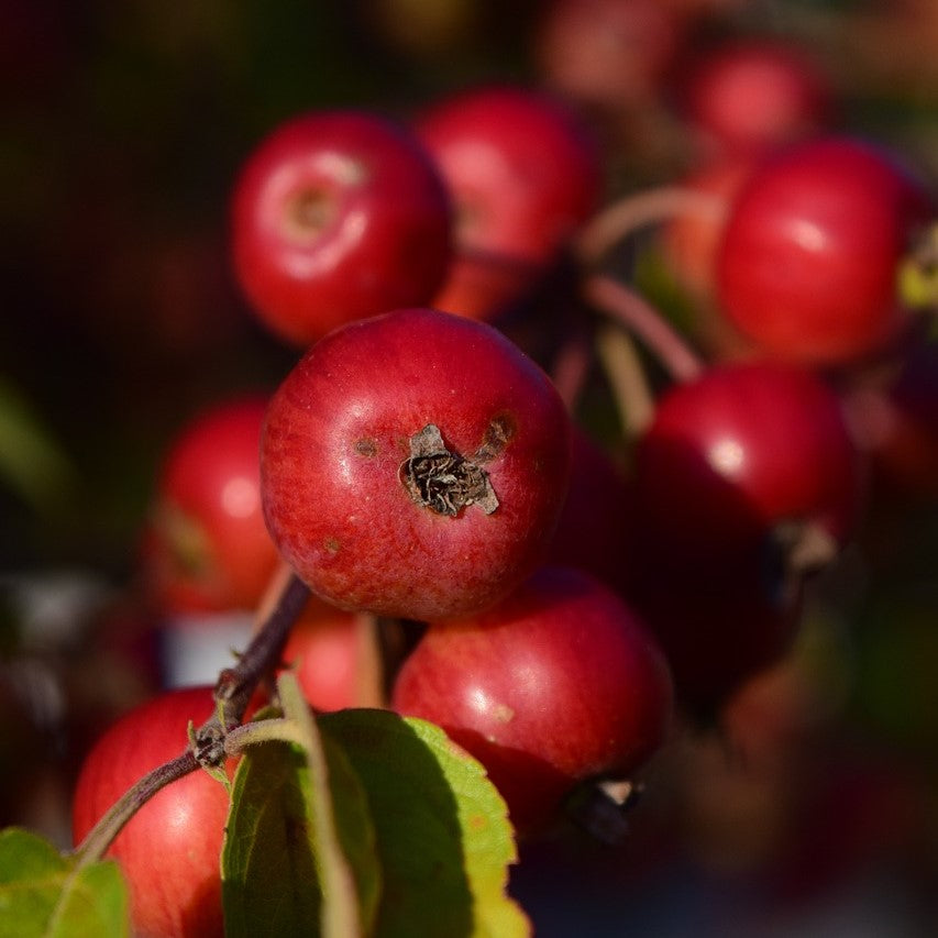 RescueCrabapple